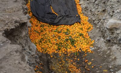 mosca de la fruta