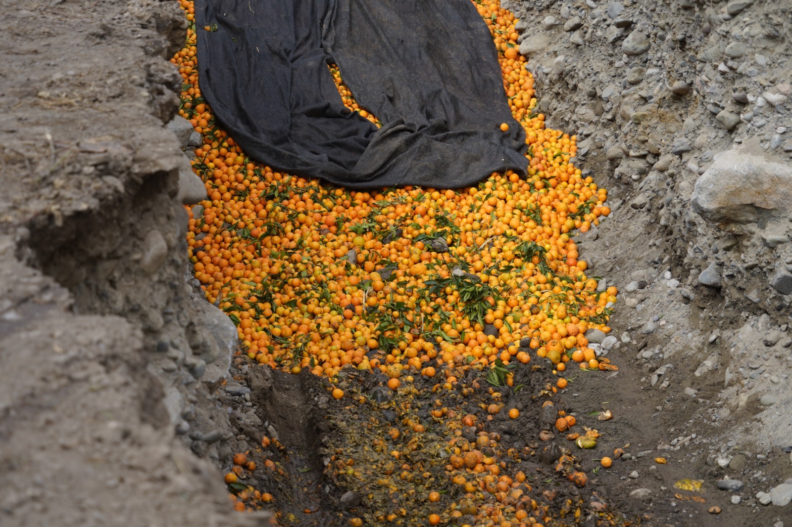 mosca de la fruta