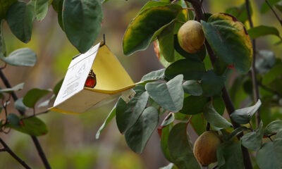 mosca de la fruta