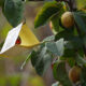 mosca de la fruta