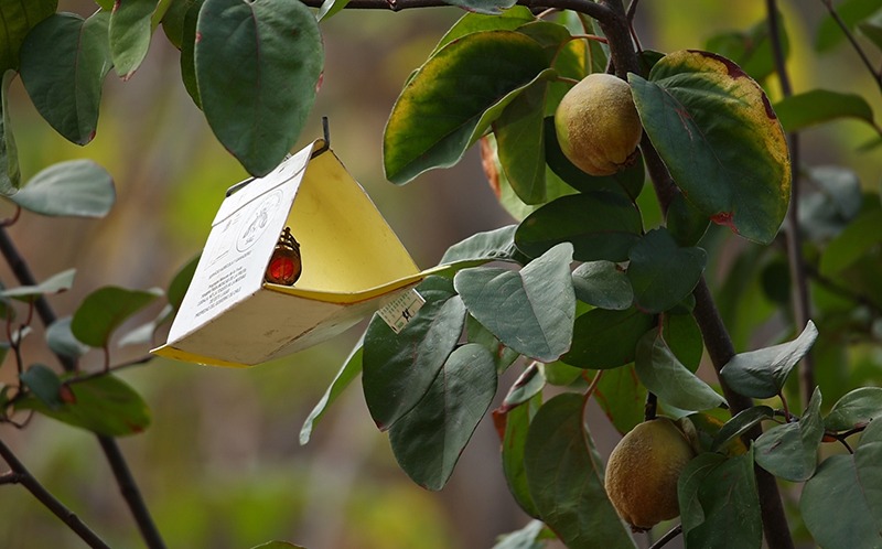 mosca de la fruta